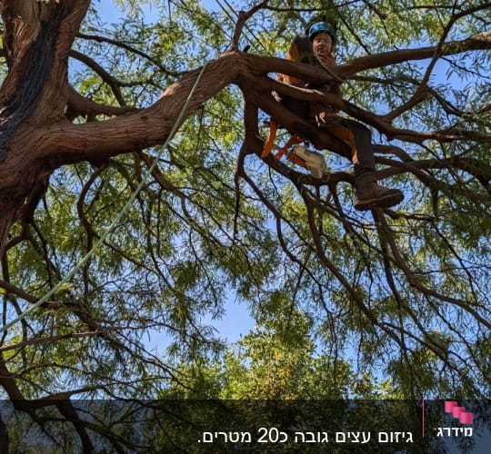 אדם על עץ עם ציוד גיזום וחבלים